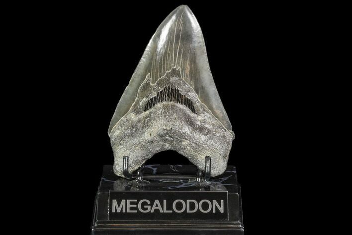 Serrated, Fossil Megalodon Tooth - Georgia #104561